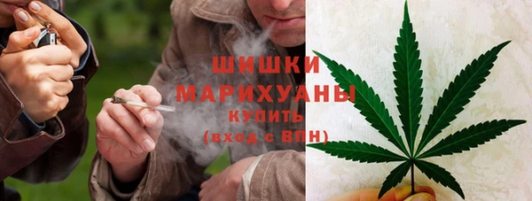 прущие грибы Алзамай